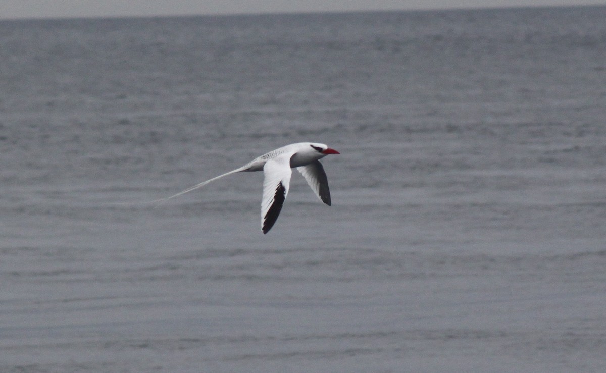 Phaéton à bec rouge - ML652787596