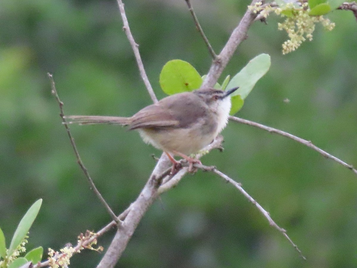 prinie afroasijská - ML652787599