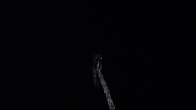 White-winged Potoo - ML652787602