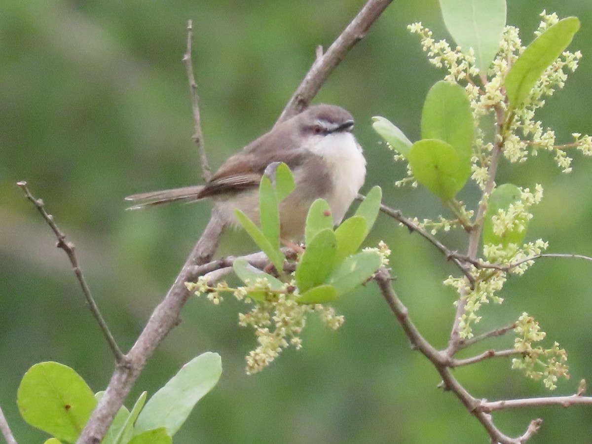 prinie afroasijská - ML652787604