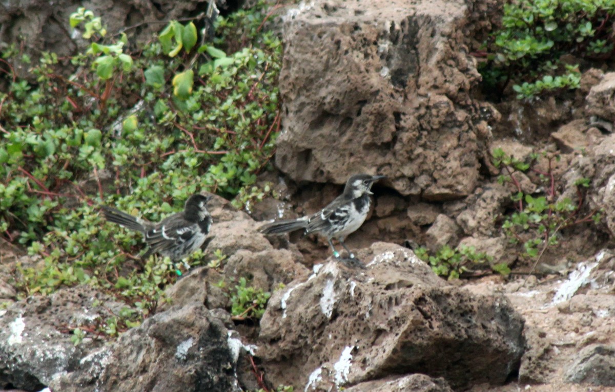 Moqueur de Floreana - ML652787719