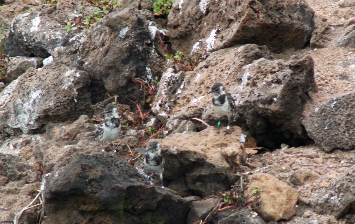 Moqueur de Floreana - ML652787749