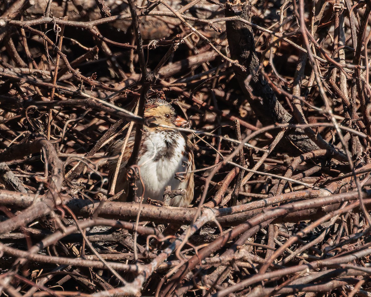 Harris's Sparrow - ML652788622
