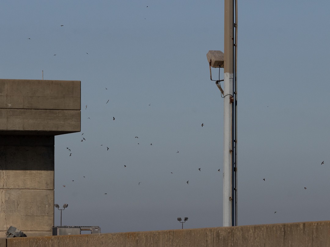 Ясківка білолоба - ML652789766