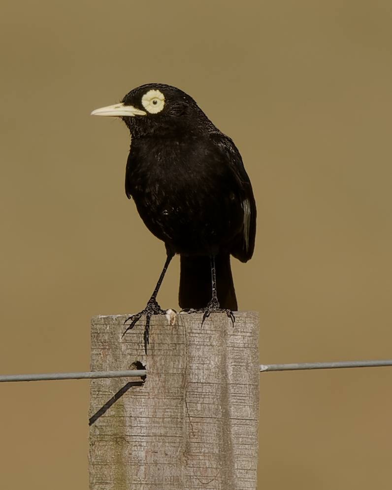 メガネタイランチョウ - ML652789840