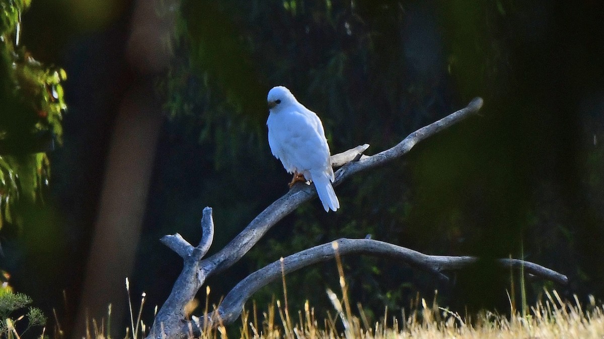 jestřáb proměnlivý - ML652789899