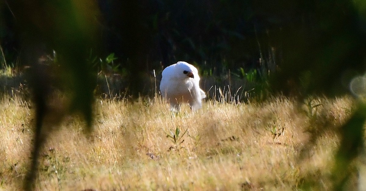 jestřáb proměnlivý - ML652789908