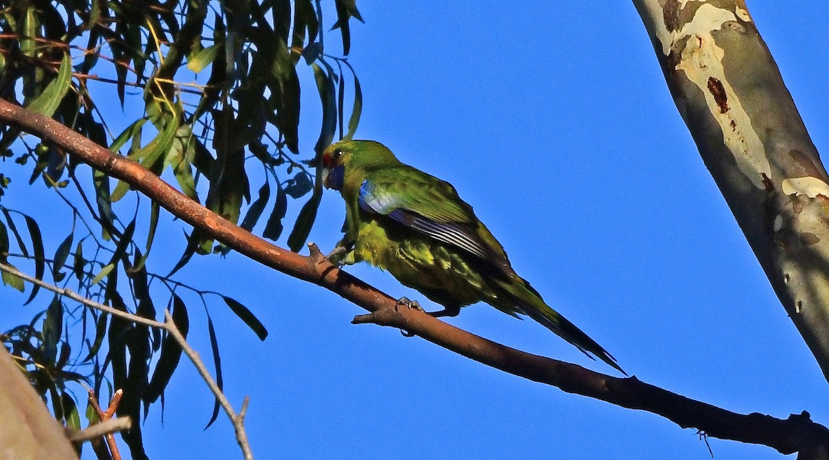 rosela žlutobřichá - ML652789922