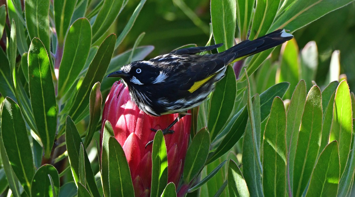 medosavka žlutokřídlá - ML652789948