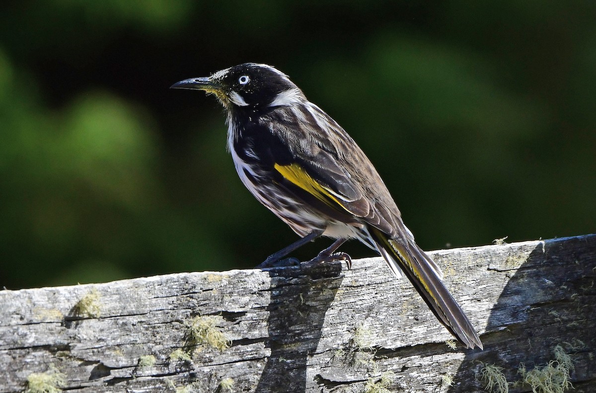 medosavka žlutokřídlá - ML652789958