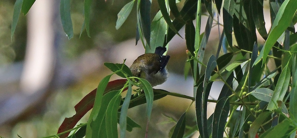 pardalot tasmánský - ML652789974