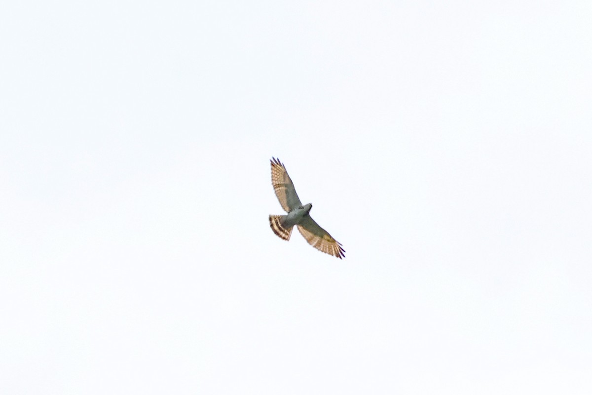 Broad-winged Hawk - ML652789980