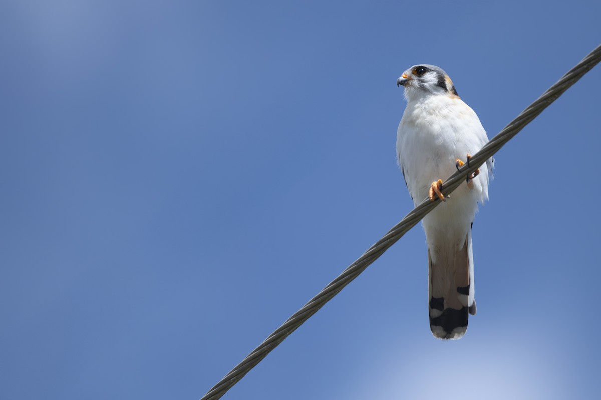 Ala Kerkenez (sparverioides) - ML652789981