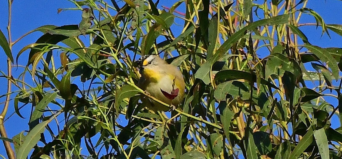 pardalot australský - ML652790002