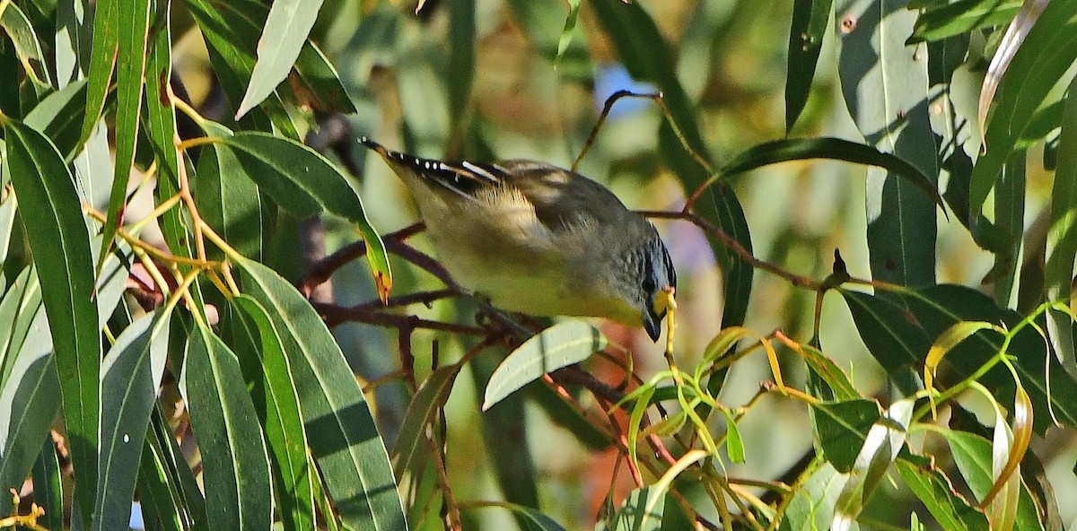 pardalot australský - ML652790016