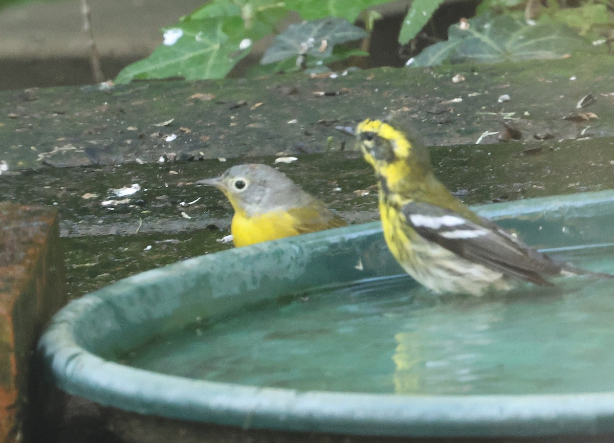 Nashville Warbler (ridgwayi) - ML652790030