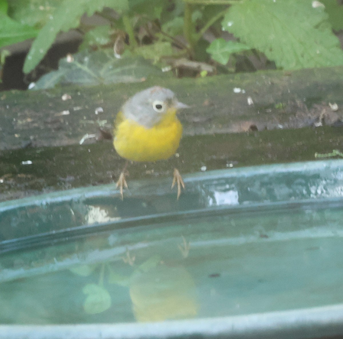 Nashville Warbler (ridgwayi) - ML652790039