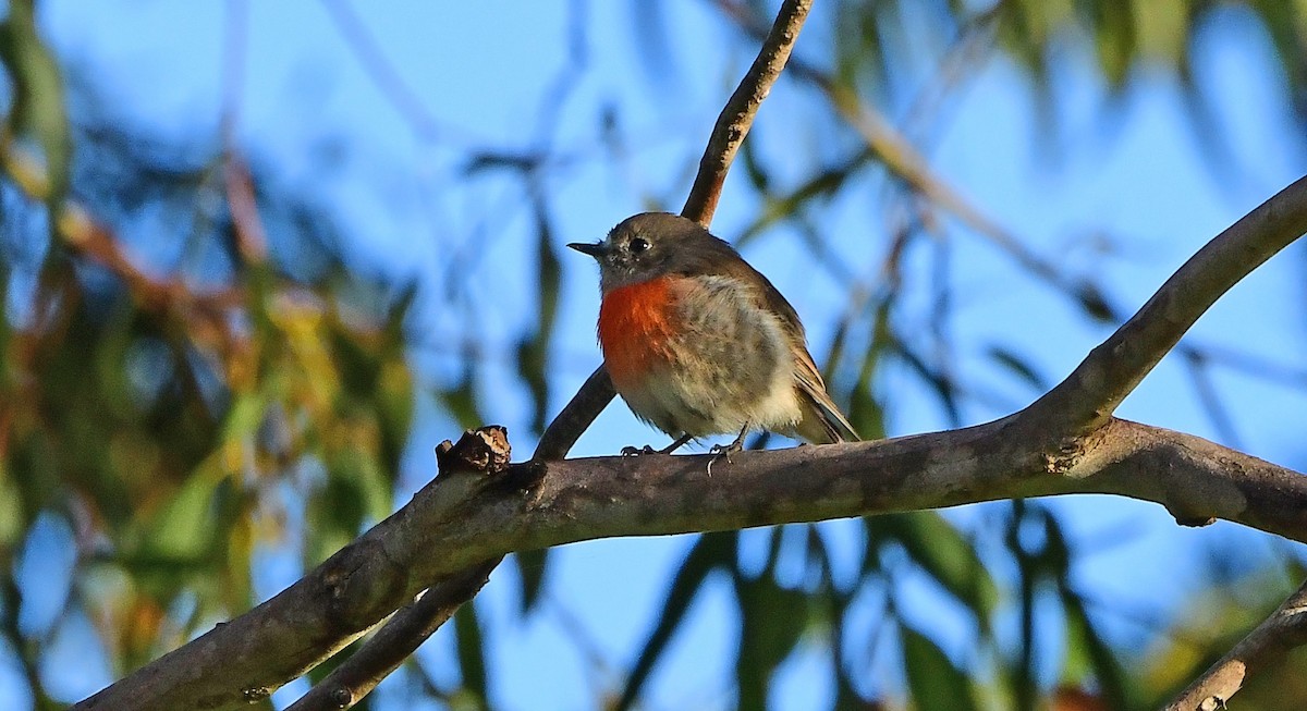 lejsčík šarlatový - ML652790051