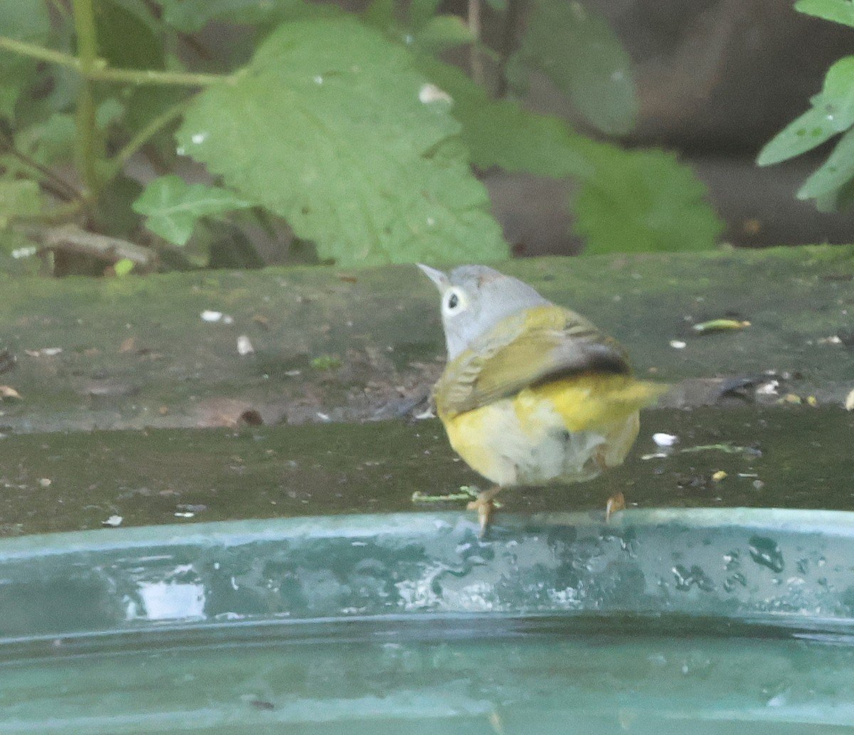 Nashville Warbler (ridgwayi) - ML652790058