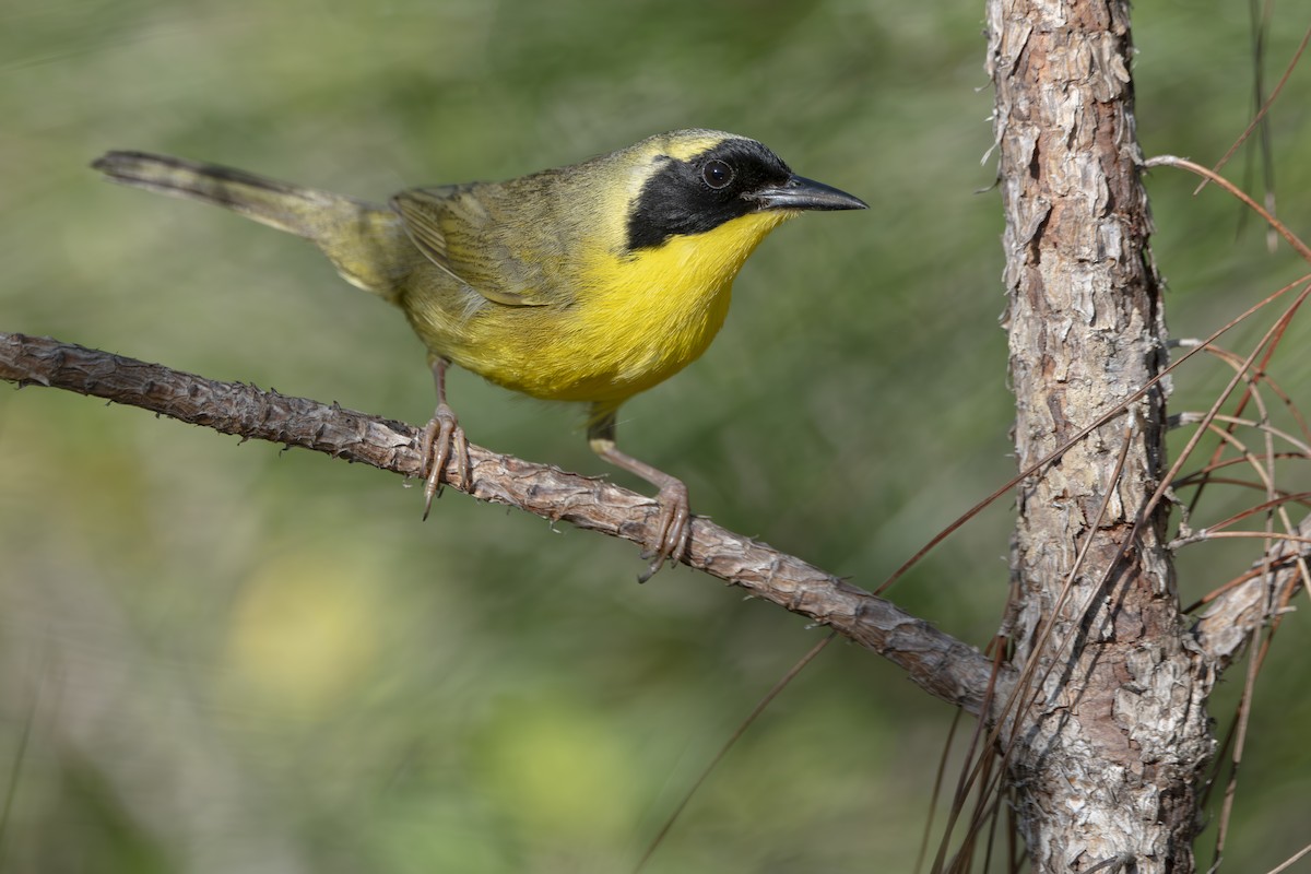 Bahama Sarıgerdanı - ML652790068