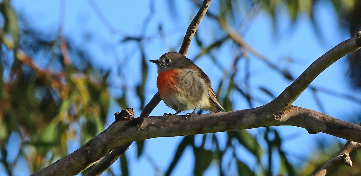 lejsčík šarlatový - ML652790073