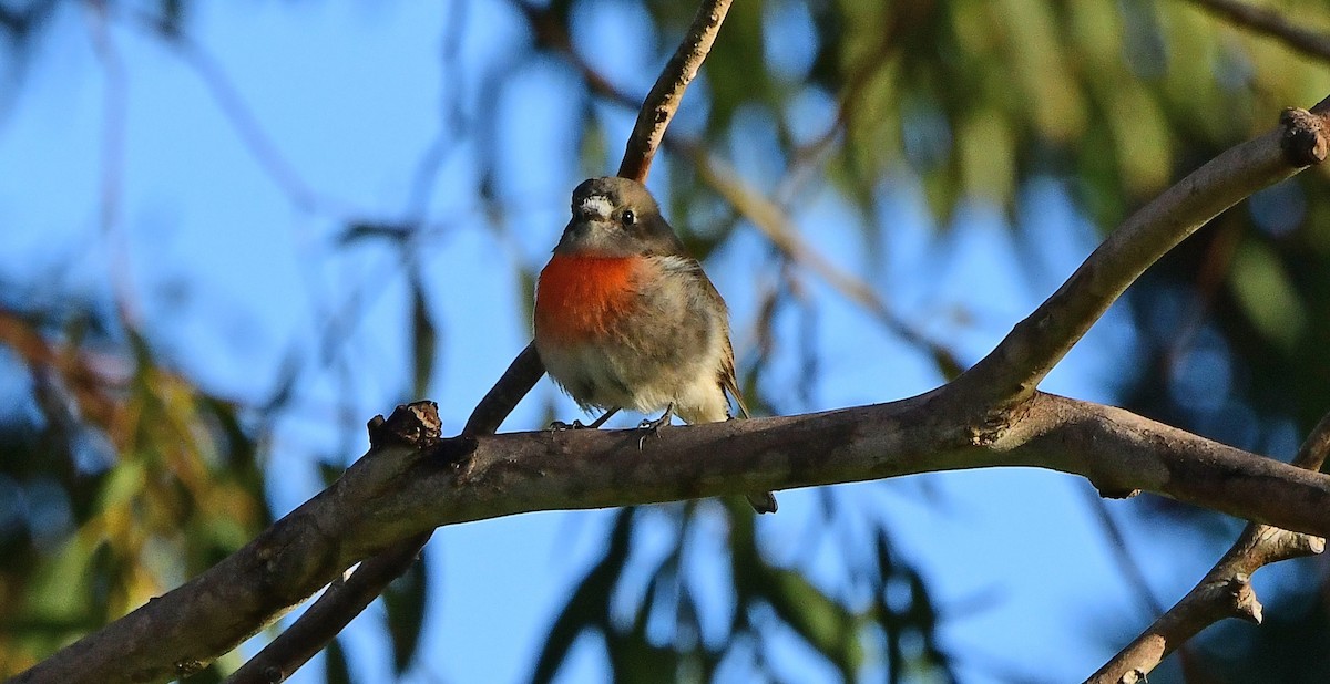 lejsčík šarlatový - ML652790080