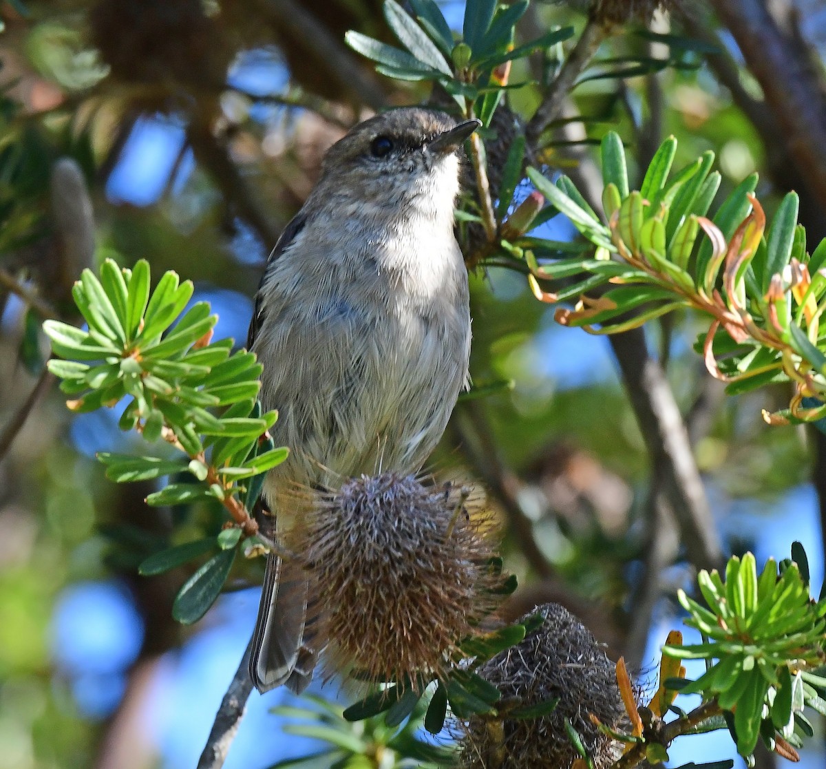 lejsčík tasmánský - ML652790106