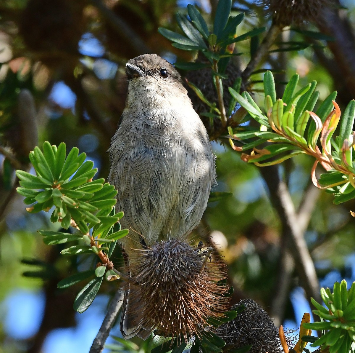 lejsčík tasmánský - ML652790115