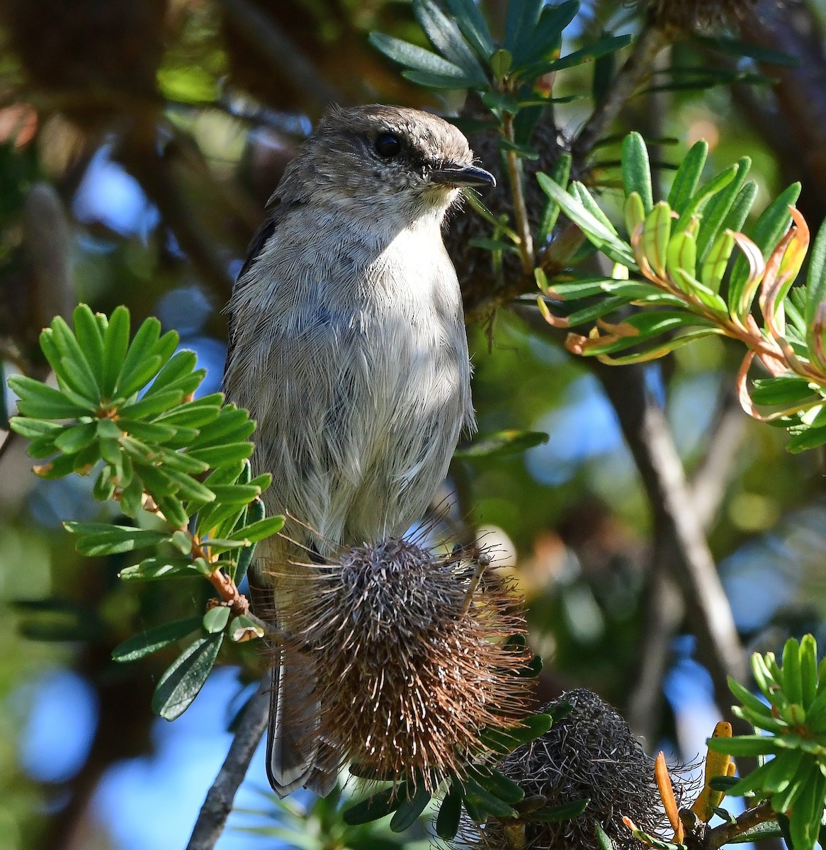 lejsčík tasmánský - ML652790126