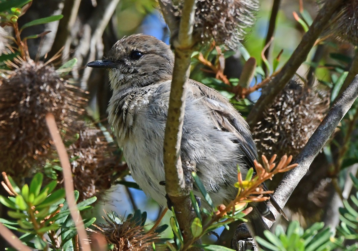 lejsčík tasmánský - ML652790133