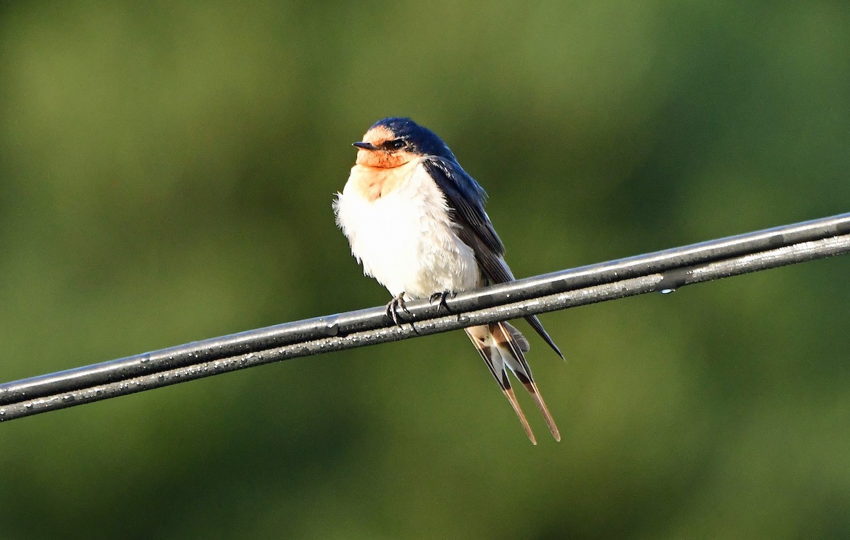 vlaštovka šedobřichá - ML652790148