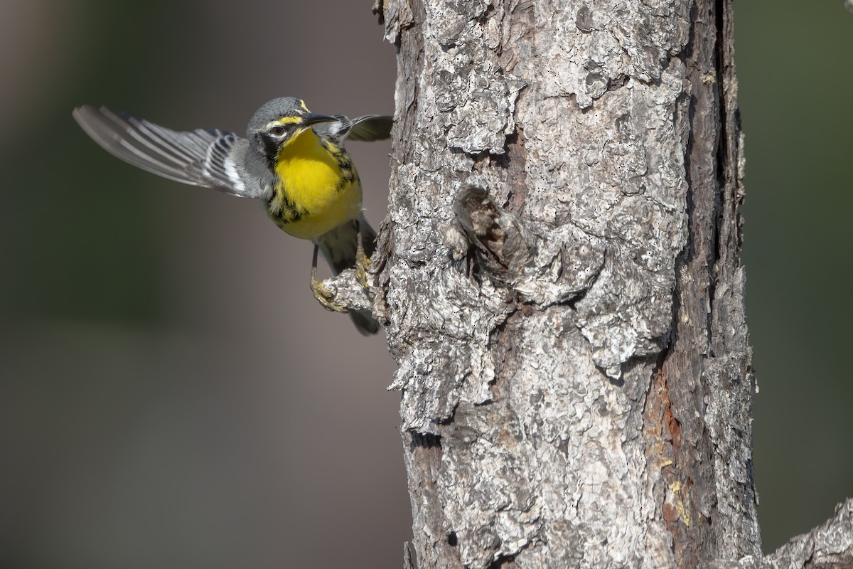 Bahama Ötleğeni - ML652790160