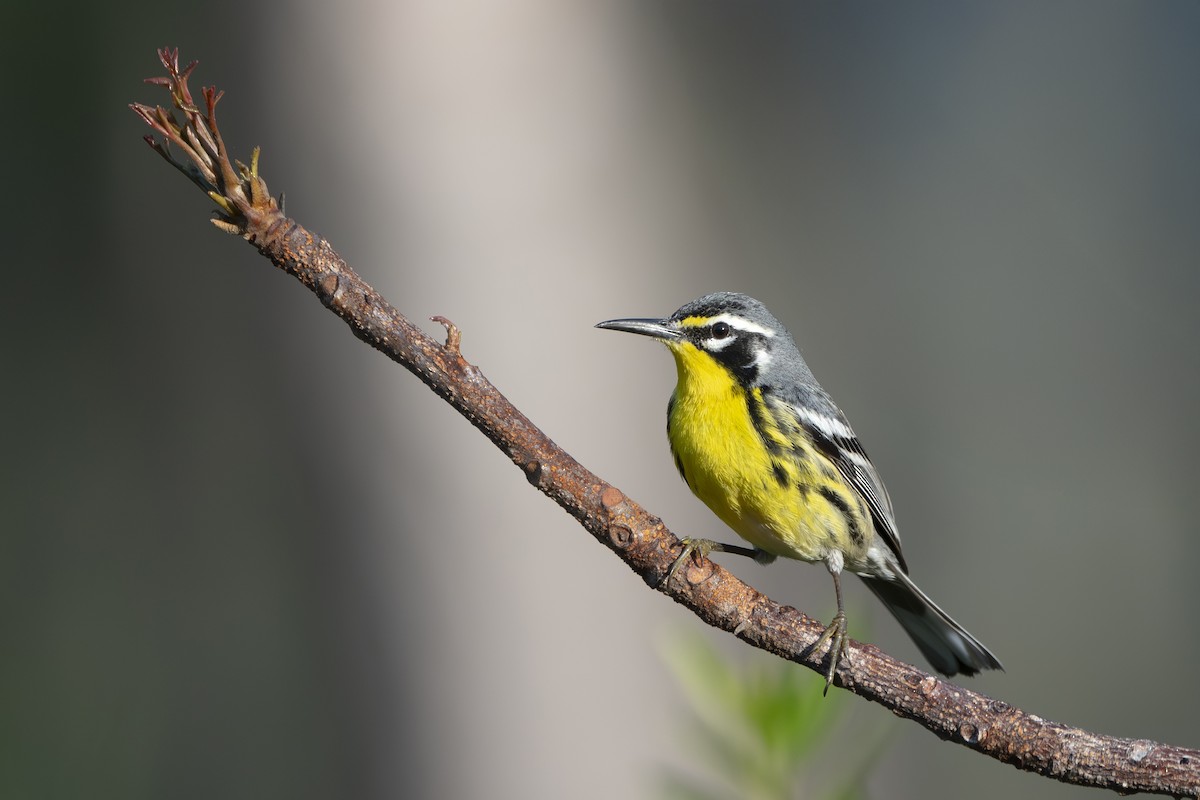 Bahama Ötleğeni - ML652790194