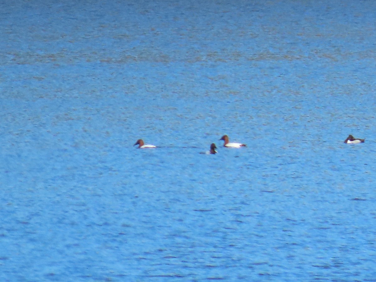 Büyük Elmabaş - ML652790553