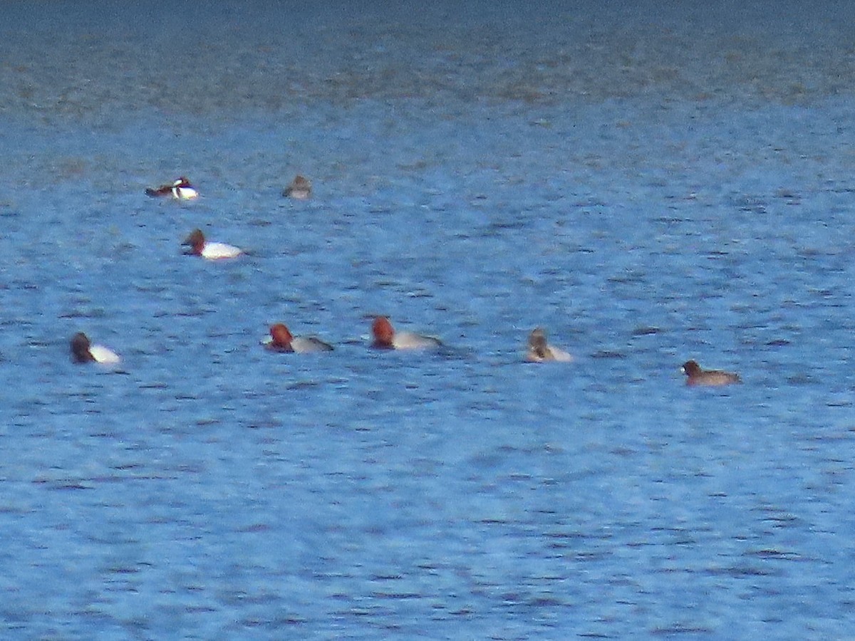 Amerika Elmabaşı - ML652790580