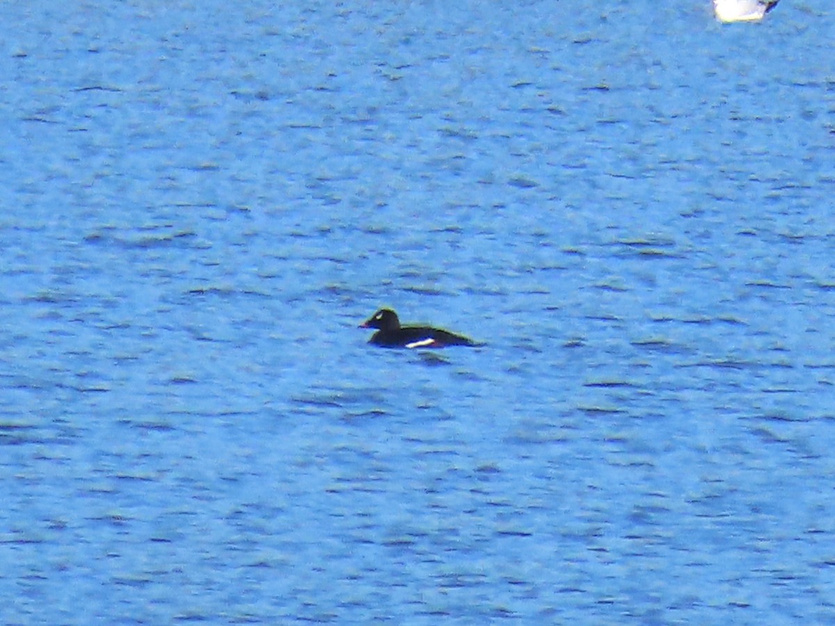 Ak Kanatlı Kadife Ördek - ML652790673