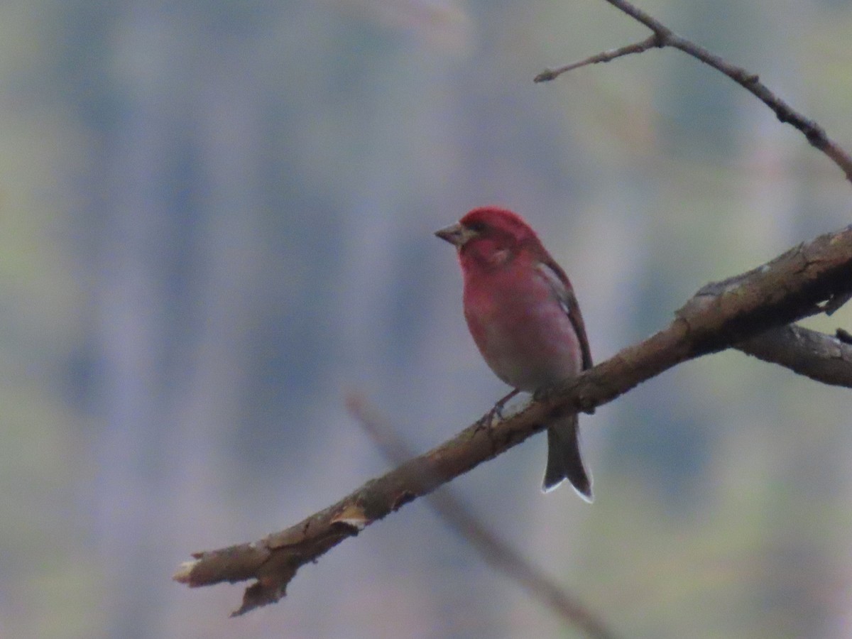 Amerika Çütresi - ML652790723