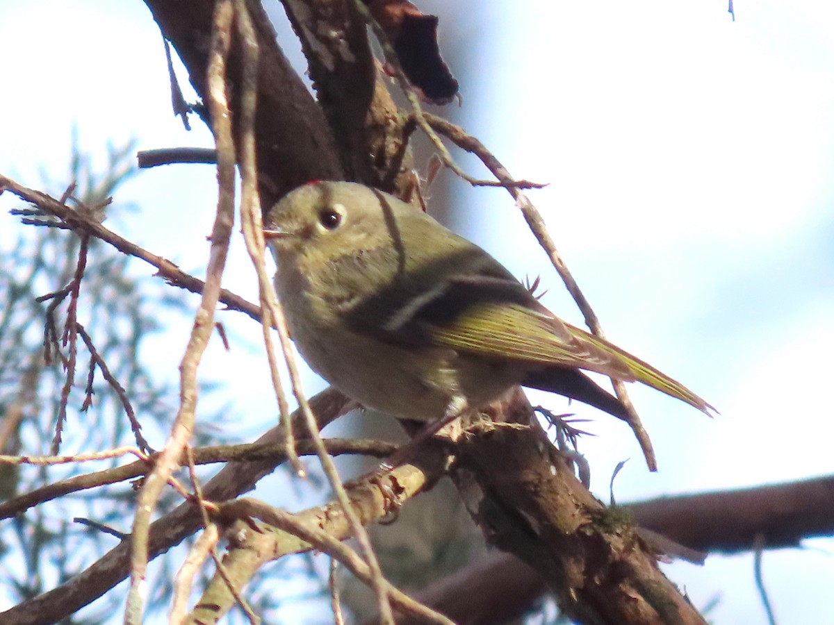 Gözlüklü Çalıkuşu - ML652790749