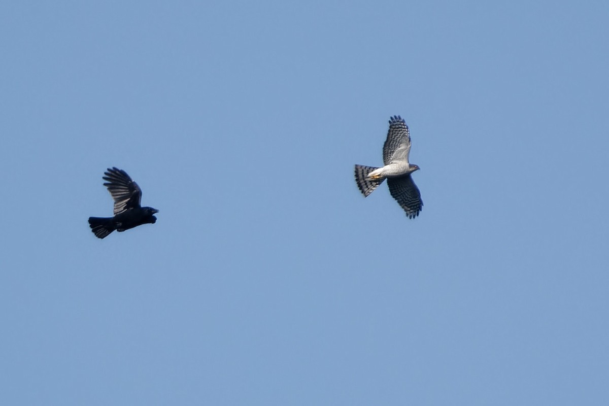 Морин харцага - ML652791212