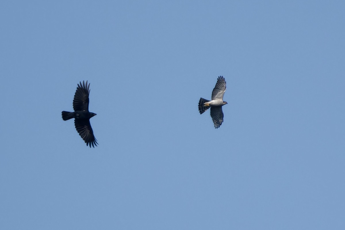 Морин харцага - ML652791218