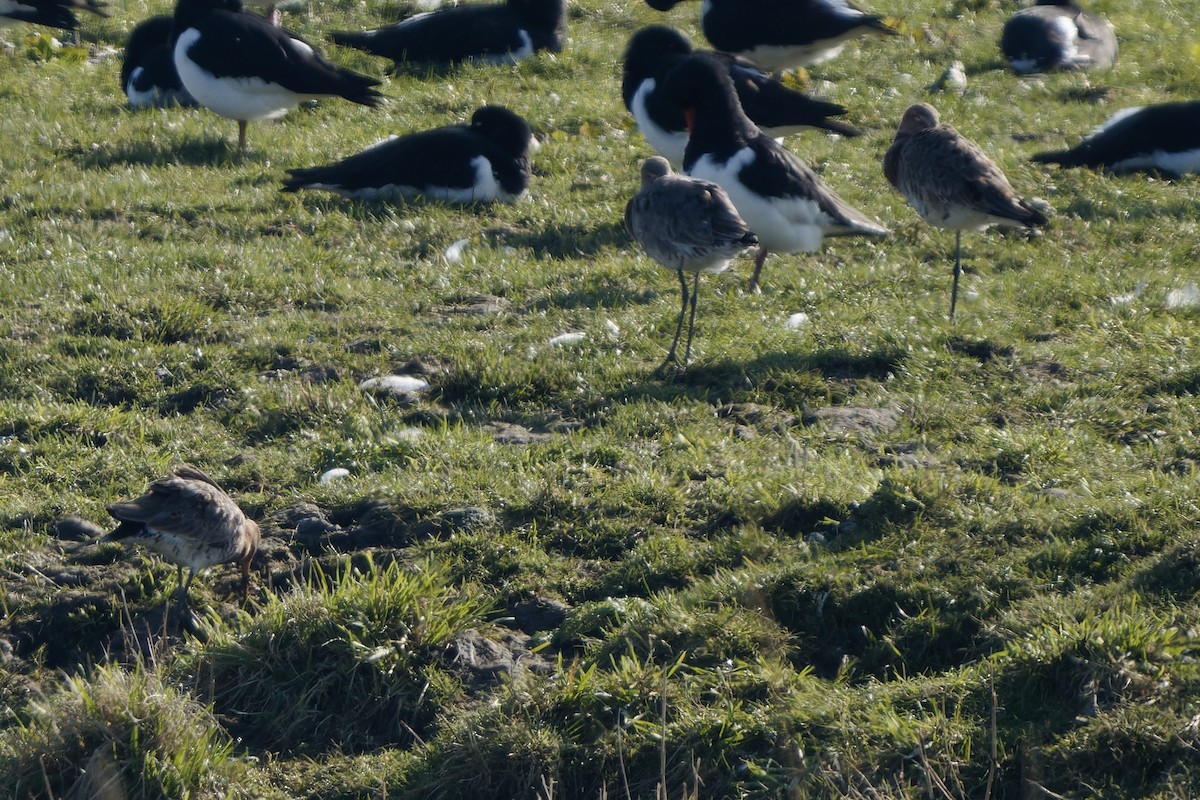 Морин цууцал - ML652791244