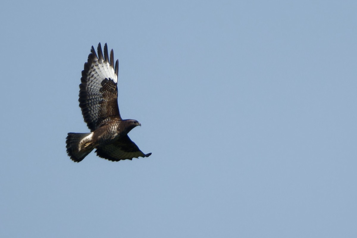 Ойн сар - ML652791277