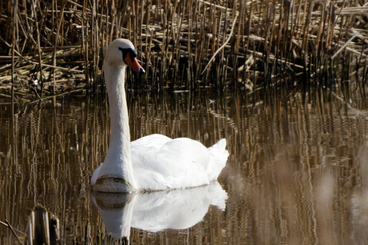 Хуруут хун - ML652791287