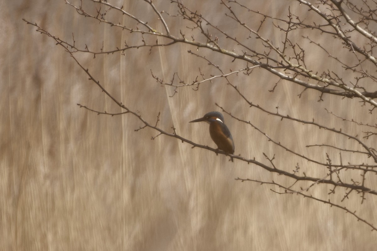 Номин шогшир - ML652791293