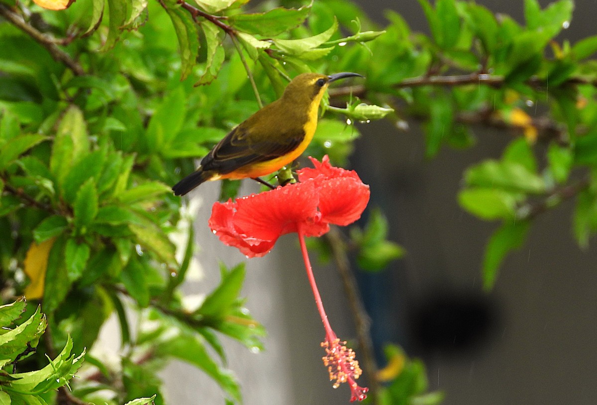 Sahul Sunbird - ML652791724