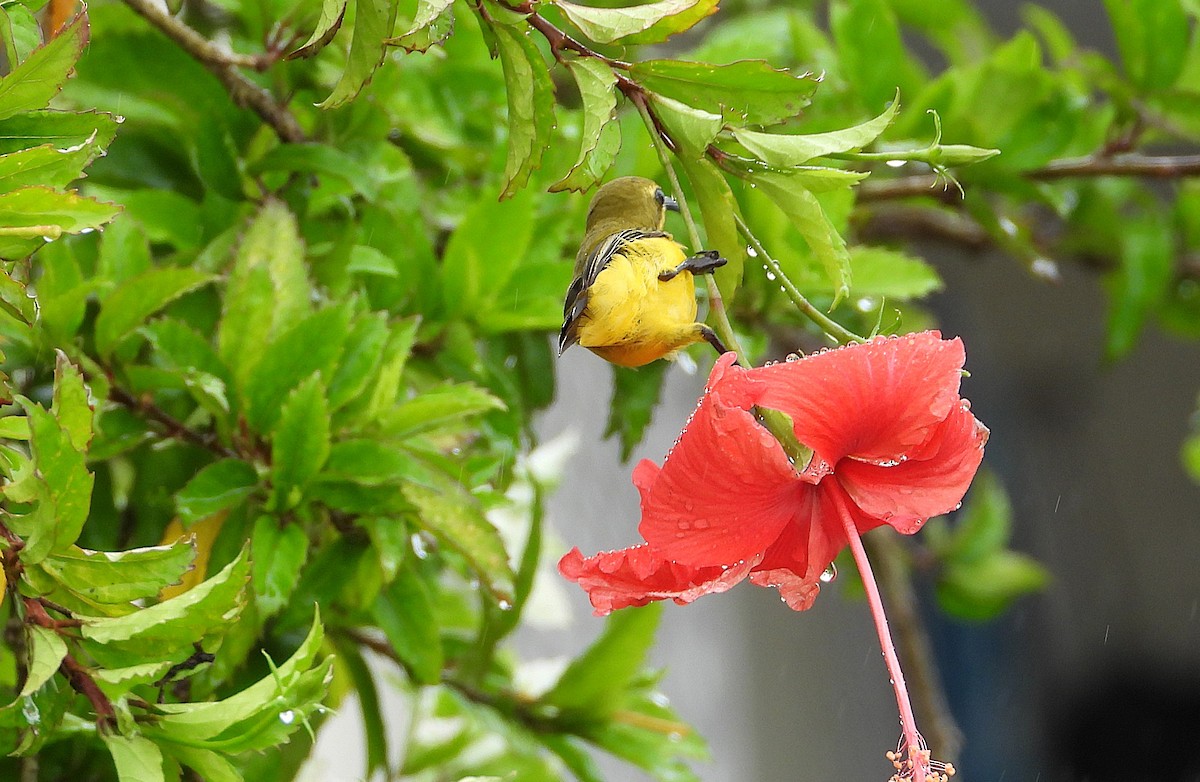 Sahul Sunbird - ML652791728