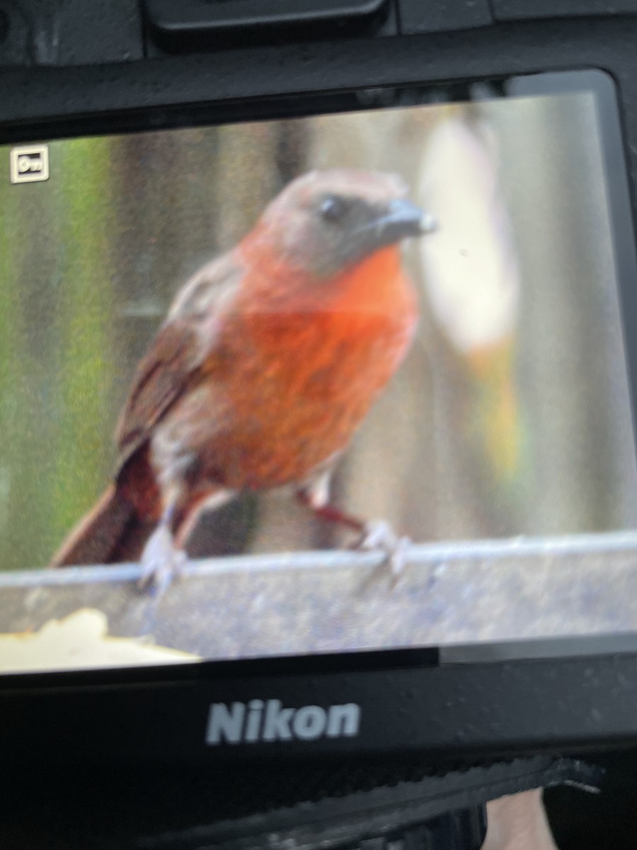 Red-throated Ant-Tanager - ML652792058