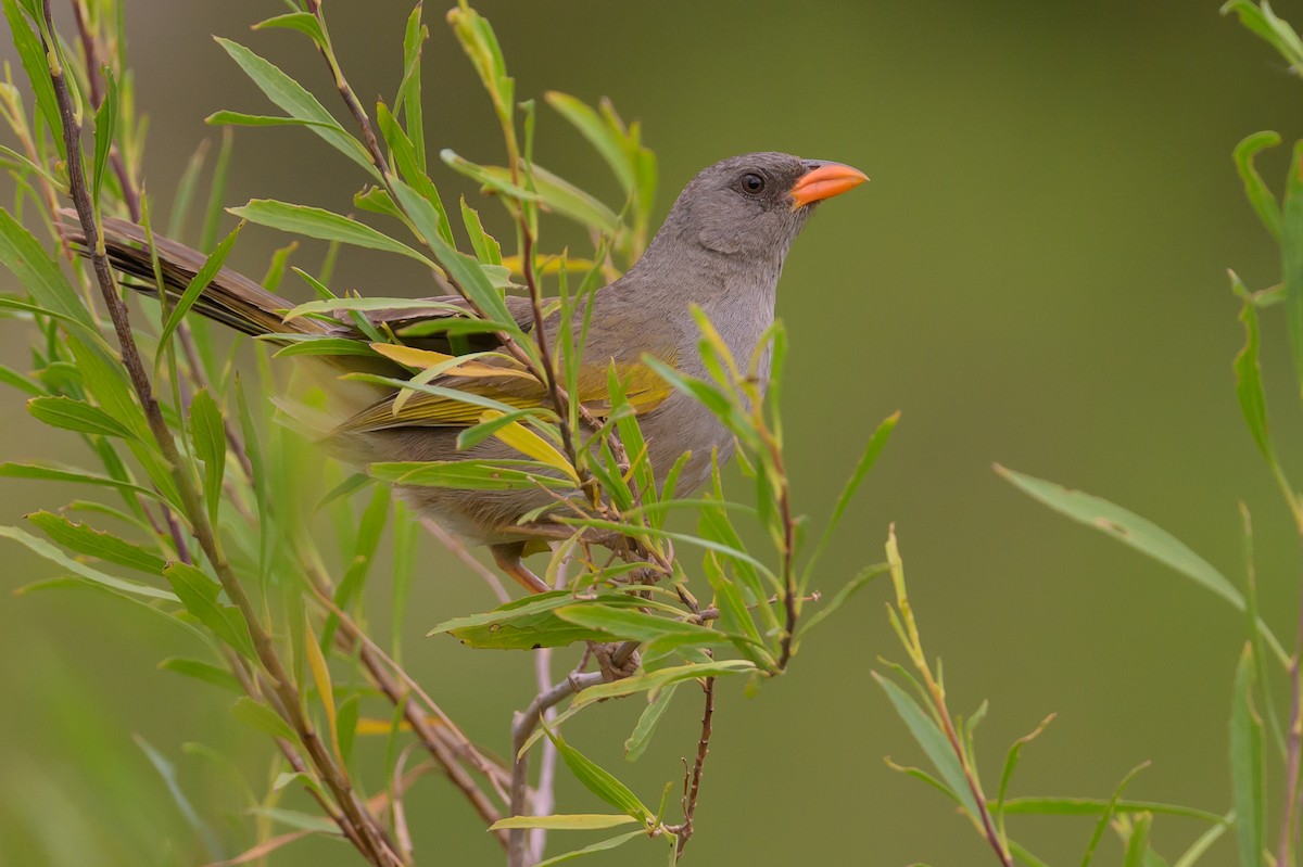 Great Pampa-Finch - ML652792068