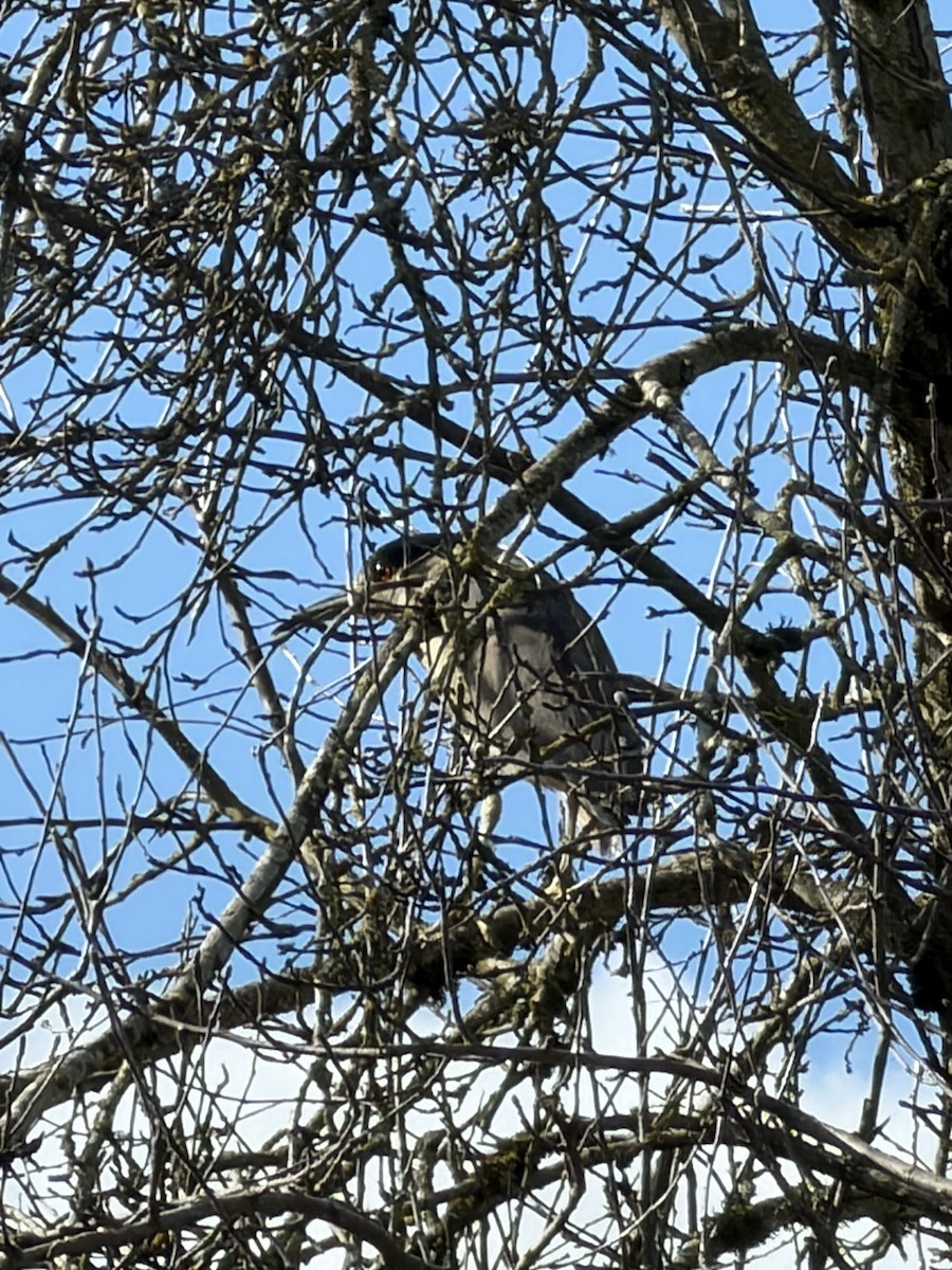 Ногоовор зашин - ML652792119