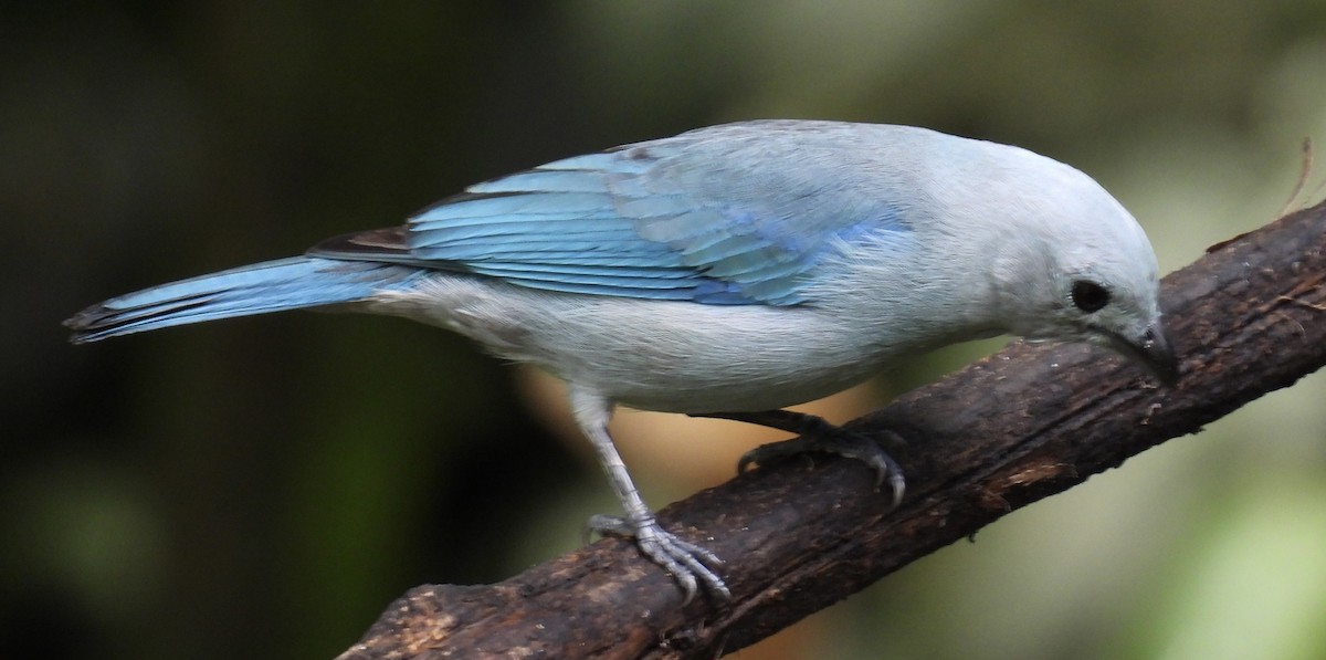 Blue-gray Tanager - ML652792373